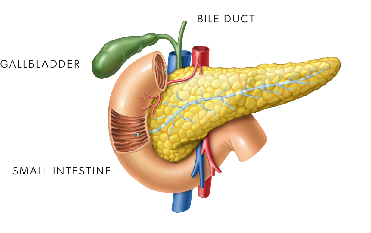 Digestive system diagram